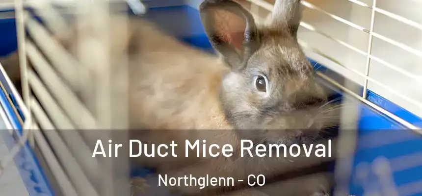 Air Duct Mice Removal Northglenn - CO